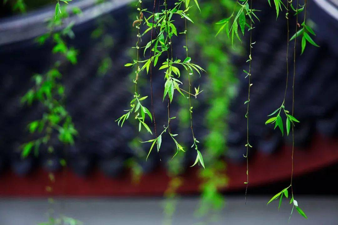 春分：平分季节与昼夜，邂逅生命转机，春分三候，感受自然与人生的交织之美