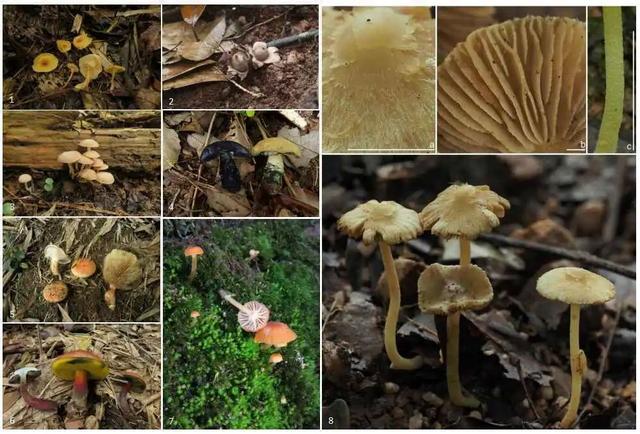 丹霞山惊现新物种：丹霞丝盖伞，危险与生态价值并存 丹霞山新物种丹霞丝盖伞：毒蘑菇背后的生态奥秘
