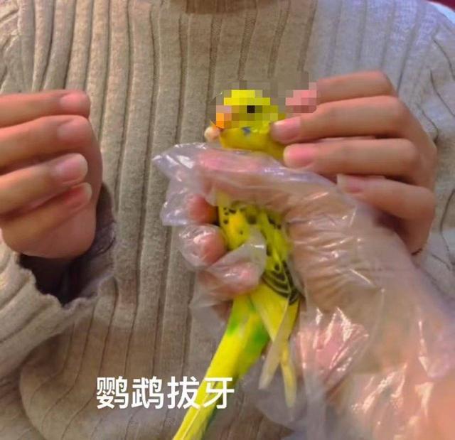 鹦鹉拔牙小孩换牙：独特方式背后的风险