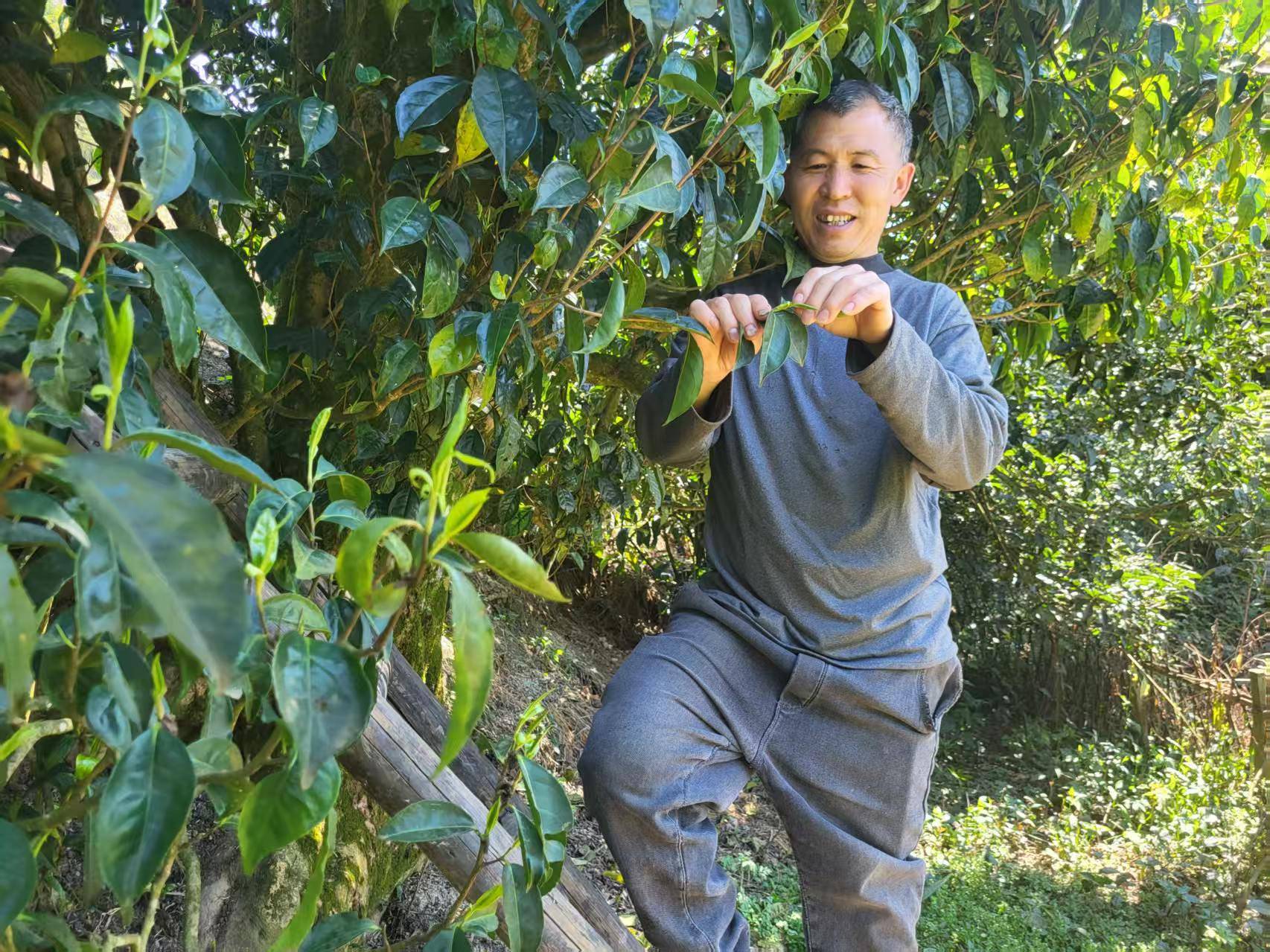 党建引领，桐梓尧龙山古茶树产业焕发新活力