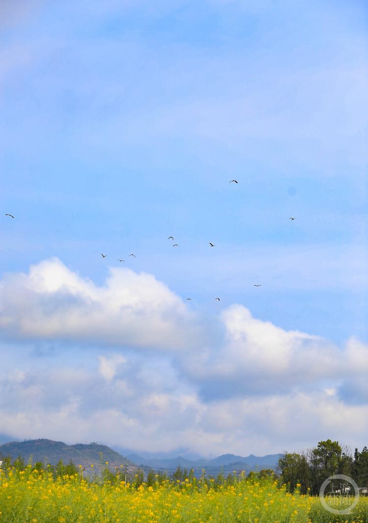 蛇年春日摄影盛宴，邀您共赏春色之美，蛇年春景迷人，“春色”摄影展诚征佳作