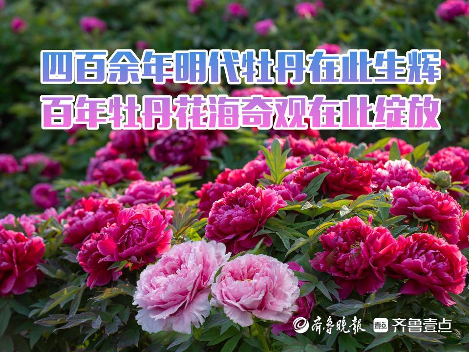 曹州百花园牡丹节招商，携手共赴财富盛宴