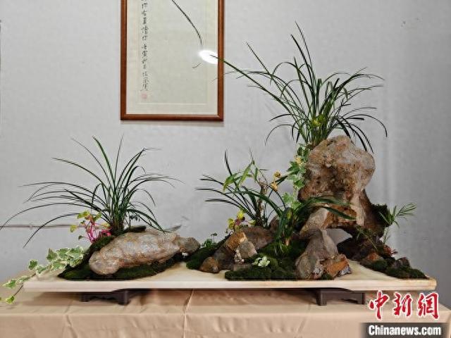 上海植物园兰室60周年：春兰展盛启 上海春兰展：赏百种春兰，品兰文化韵味