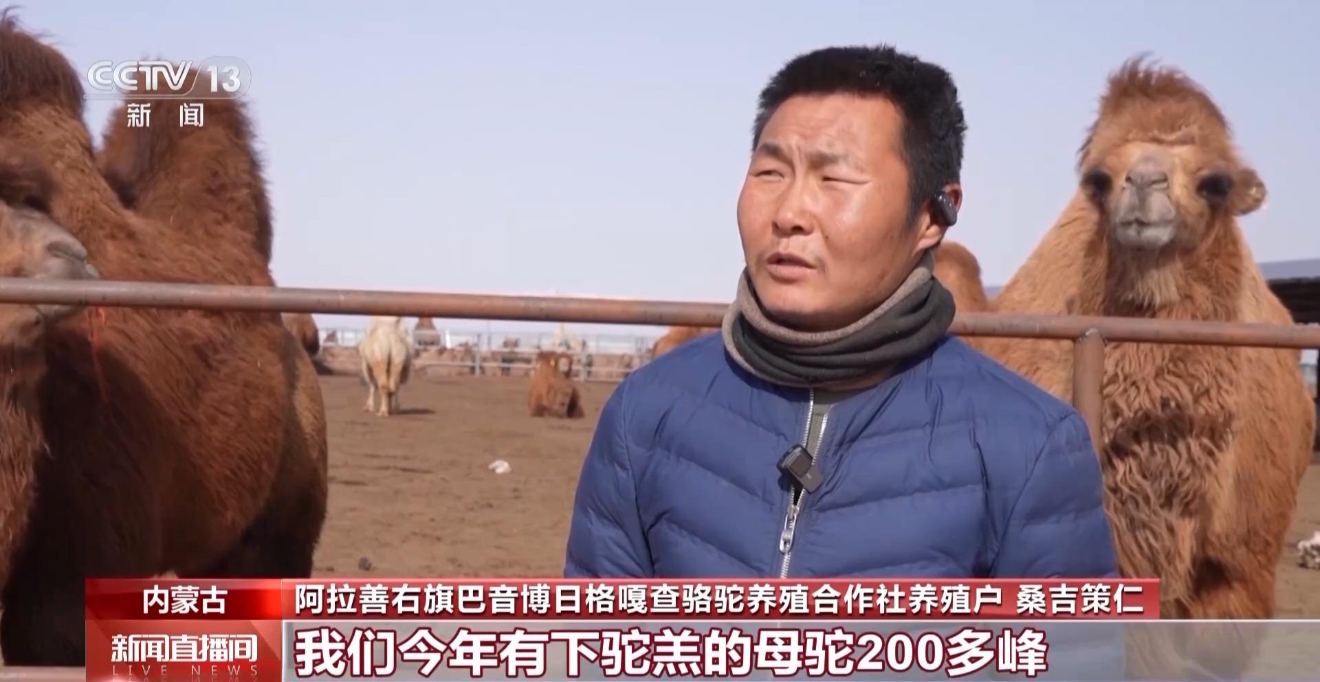 阿拉善盟：母骆驼产羔季，接羔保育工作进行时