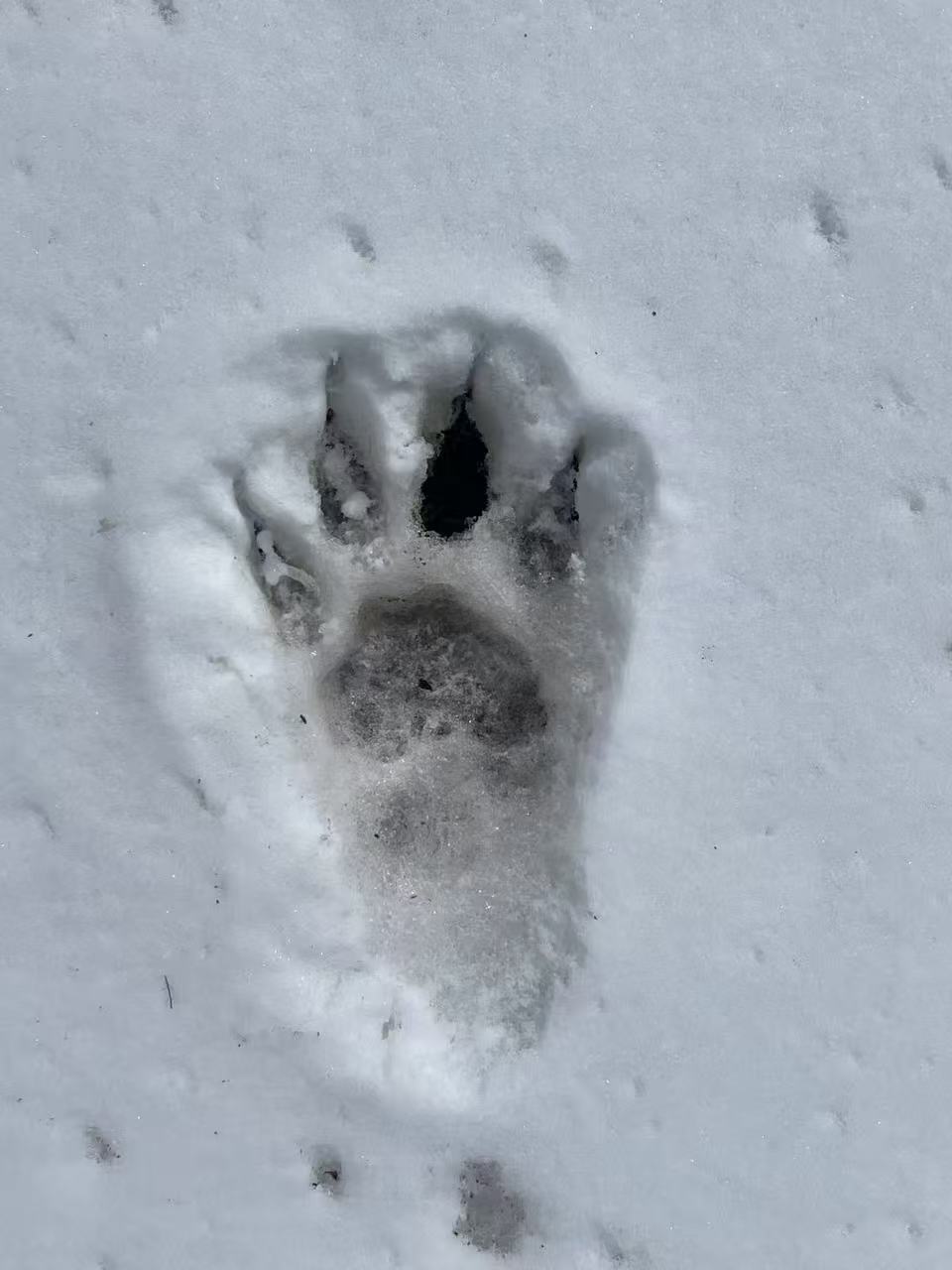 3月14日，甘孜护林员邂逅野生雪豹过马路，四川护林员偶遇雪豹，生态之美惊艳亮相！