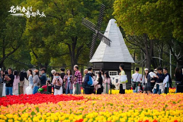 静安花朝节高光来袭，百万郁金香开启春日狂欢！