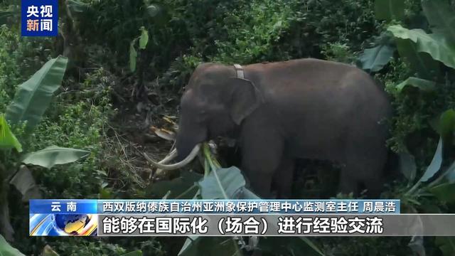 “阿宝”：我国救助象放归野外近十月的生存奇迹，救助象“阿宝”融入野生环境，我国亚洲象保护新成果
