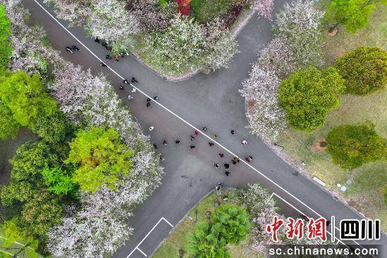 眉山东坡区文创园樱花盛开，开启春日浪漫之旅