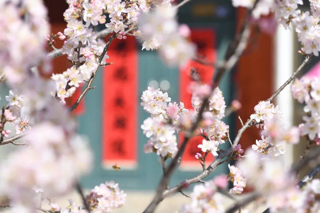 春日西海岸，樱花绘就的诗意画卷，西海岸樱花：邂逅春日绝美浪漫