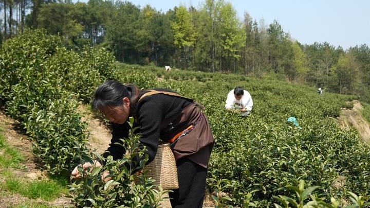 思南春茶产业蓬勃发展，“金山”之路越走越宽 明前茶贵如金，思南春茶采摘火热进行中