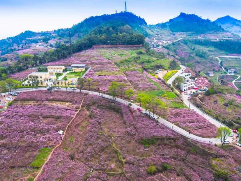 成都龙泉驿区：桃花荟3月8日拉开帷幕，多活动联动，桃花盛开之际：2025成都龙泉驿桃花荟活动全览