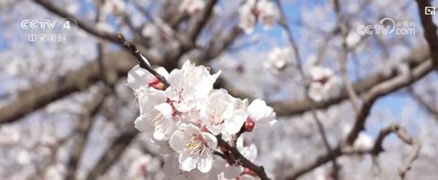 春日繁花盛开，各地“赏花经济”大放异彩，春日赏花热潮，领略各地独特“花”样魅力