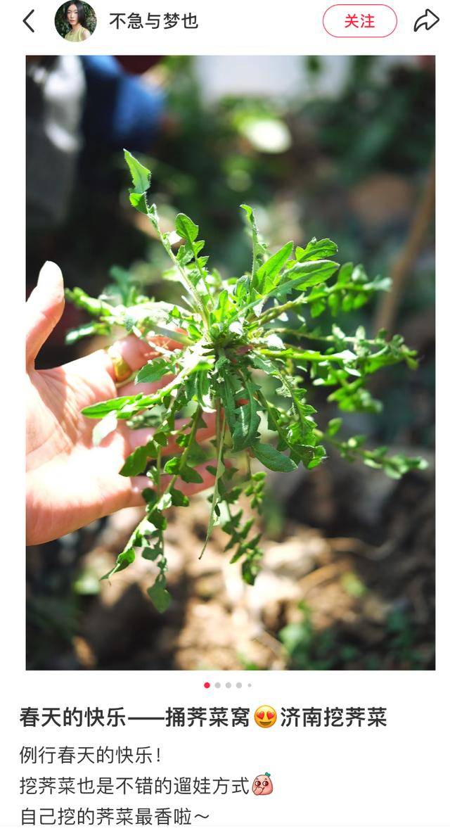春日挖野菜：性价比与养生兼得 从露营到挖野菜，年轻人的新“灵魂保养法”