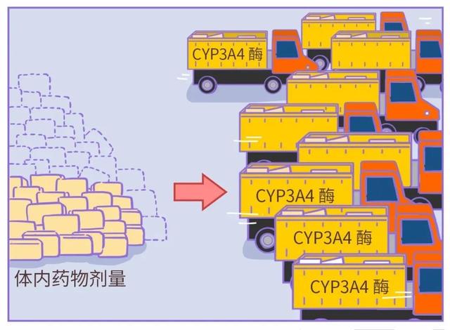 西柚：服药期间的“危险水果” 服药时西柚需谨慎，这些你得懂