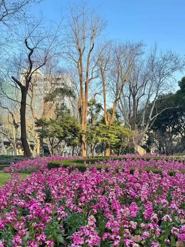 紫罗兰的邀约：上海的绚烂花海，紫罗兰盛放：上海的花海之旅