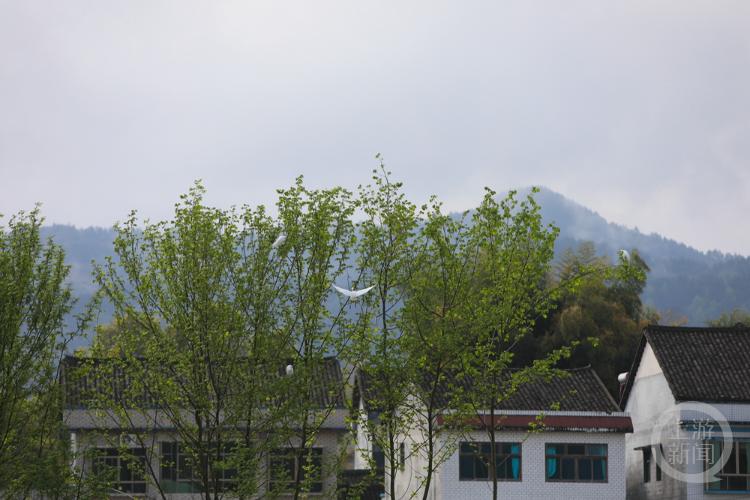 蛇年春日摄影盛宴，邀您共赏春色之美，蛇年春景迷人，“春色”摄影展诚征佳作