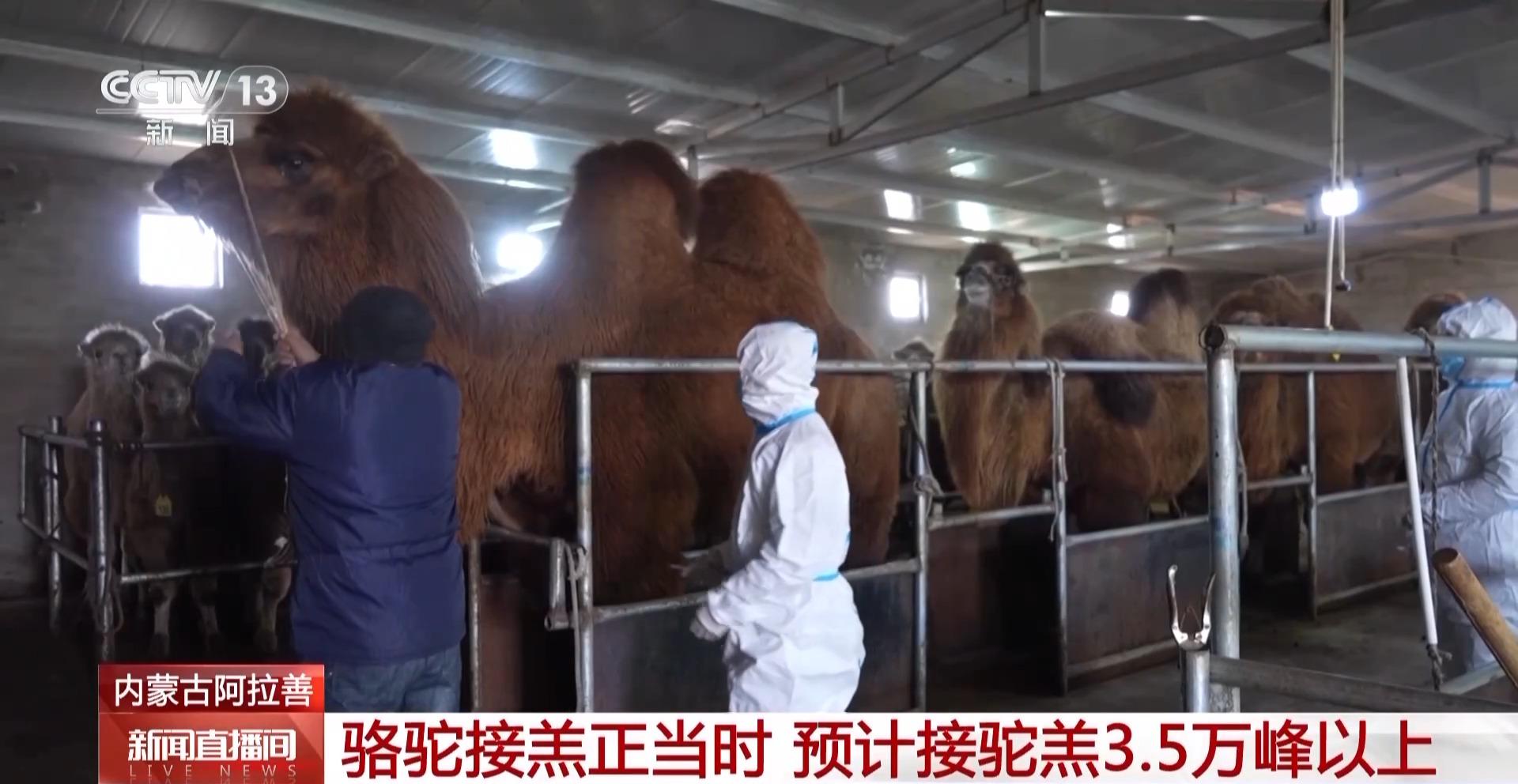 阿拉善盟：母骆驼产羔季，接羔保育工作进行时