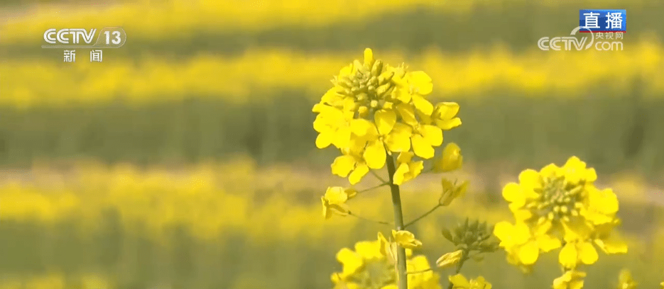 江南油菜花海邂逅山东费县梅花，共绘春日画卷