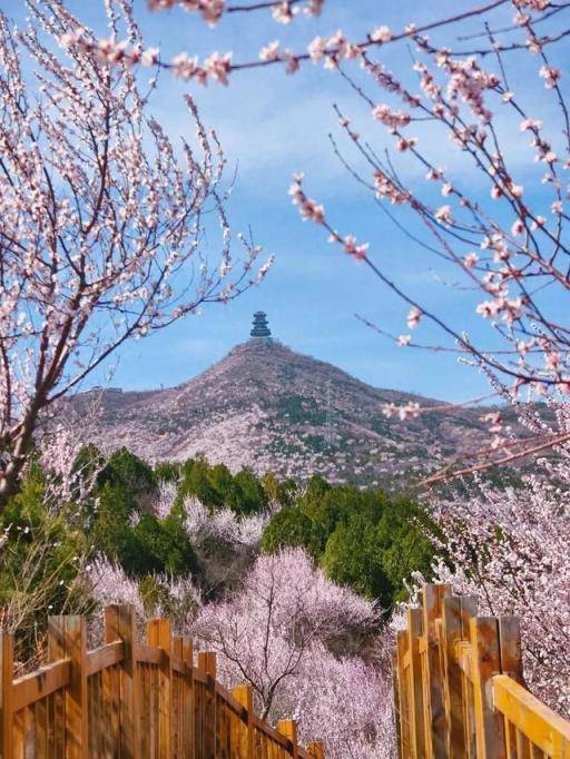 5. 北京春日打卡指南：花景与国潮的双重诱惑