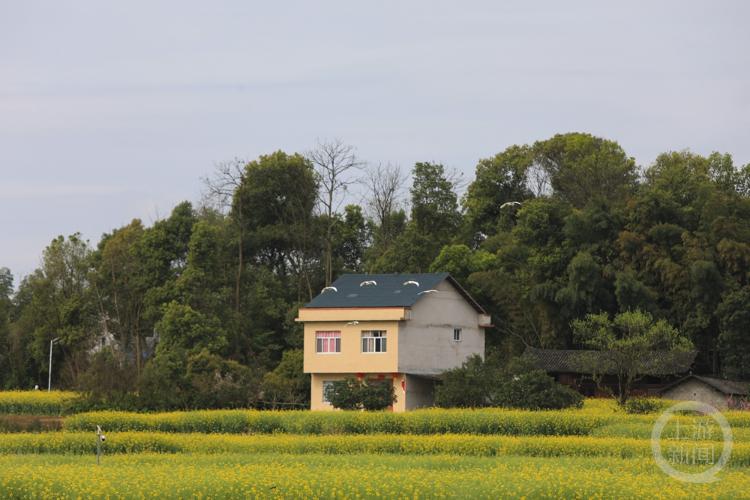 蛇年春日摄影盛宴，邀您共赏春色之美，蛇年春景迷人，“春色”摄影展诚征佳作