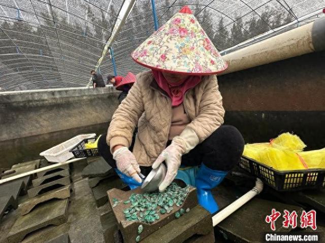 东山鲍鱼苗：全国养殖户的热门选择 探秘福建东山鲍鱼苗：为何备受青睐？