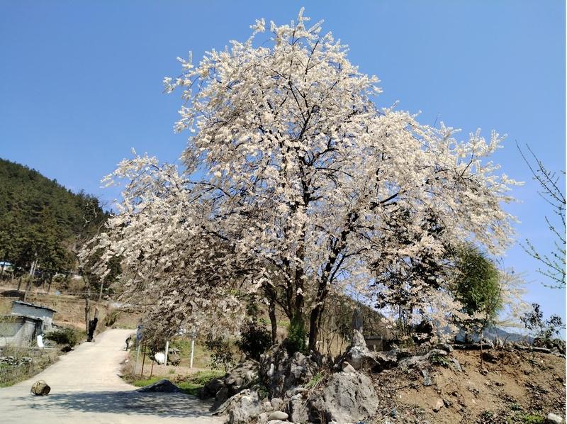 沙子街道明星村：百年樱桃花开启春日梦幻之旅