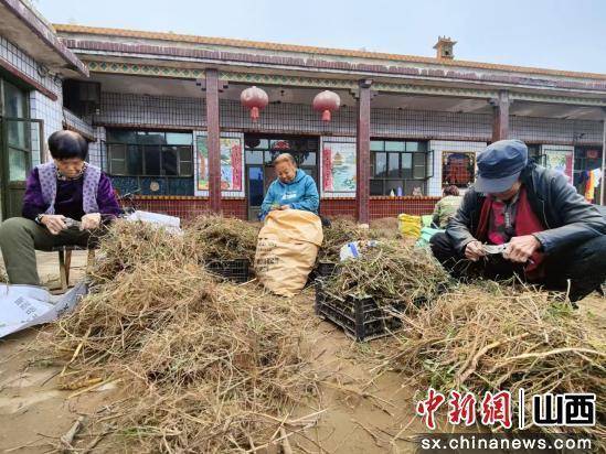 张兰镇：小红薯和中药材铺就乡村振兴致富路 山西介休张兰镇：人才激活产业，乡村振兴正当时