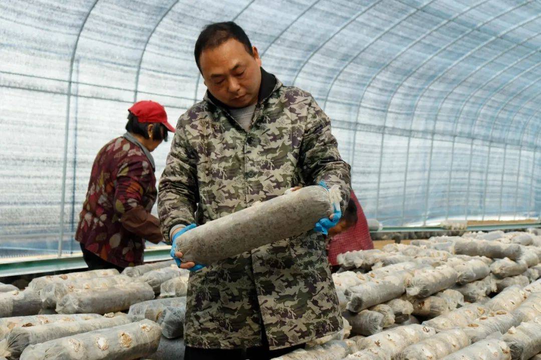 智能培育花菇，乡村产业新亮点，智能化助力花菇培育，种养结合带动肉牛养殖