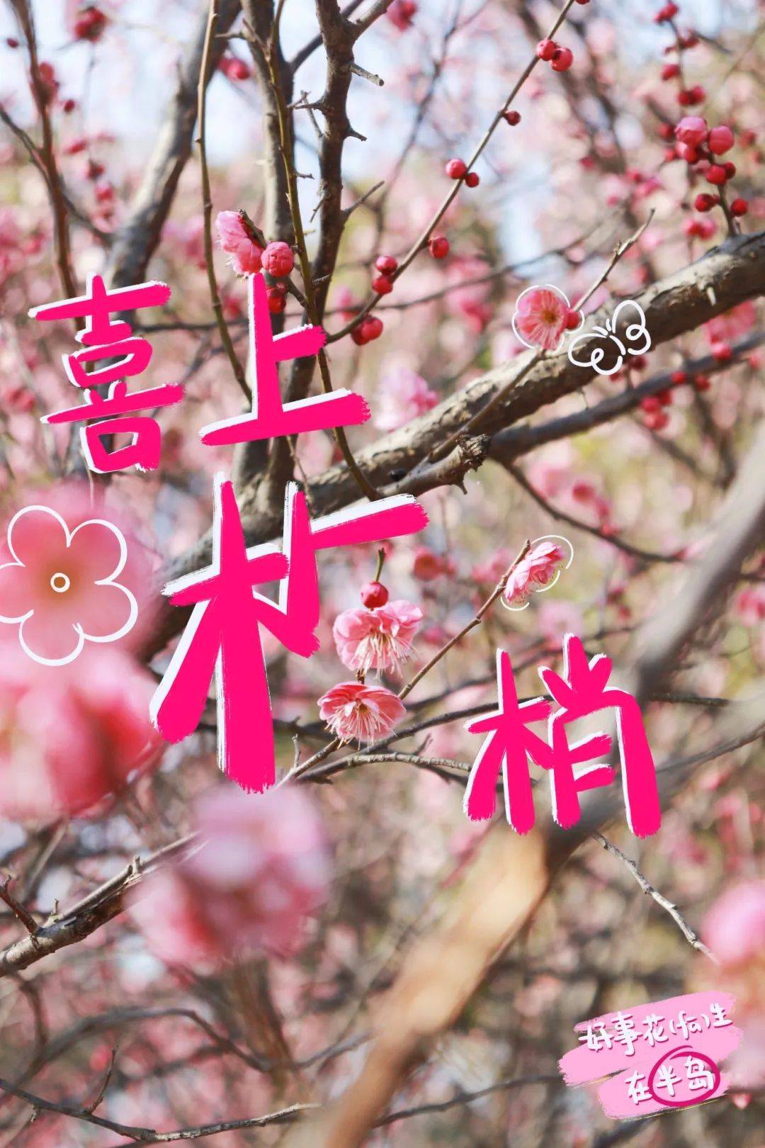 漫步姑苏，赴一场梅花之约 梅花绽放姑苏城，开启梦幻春日之旅