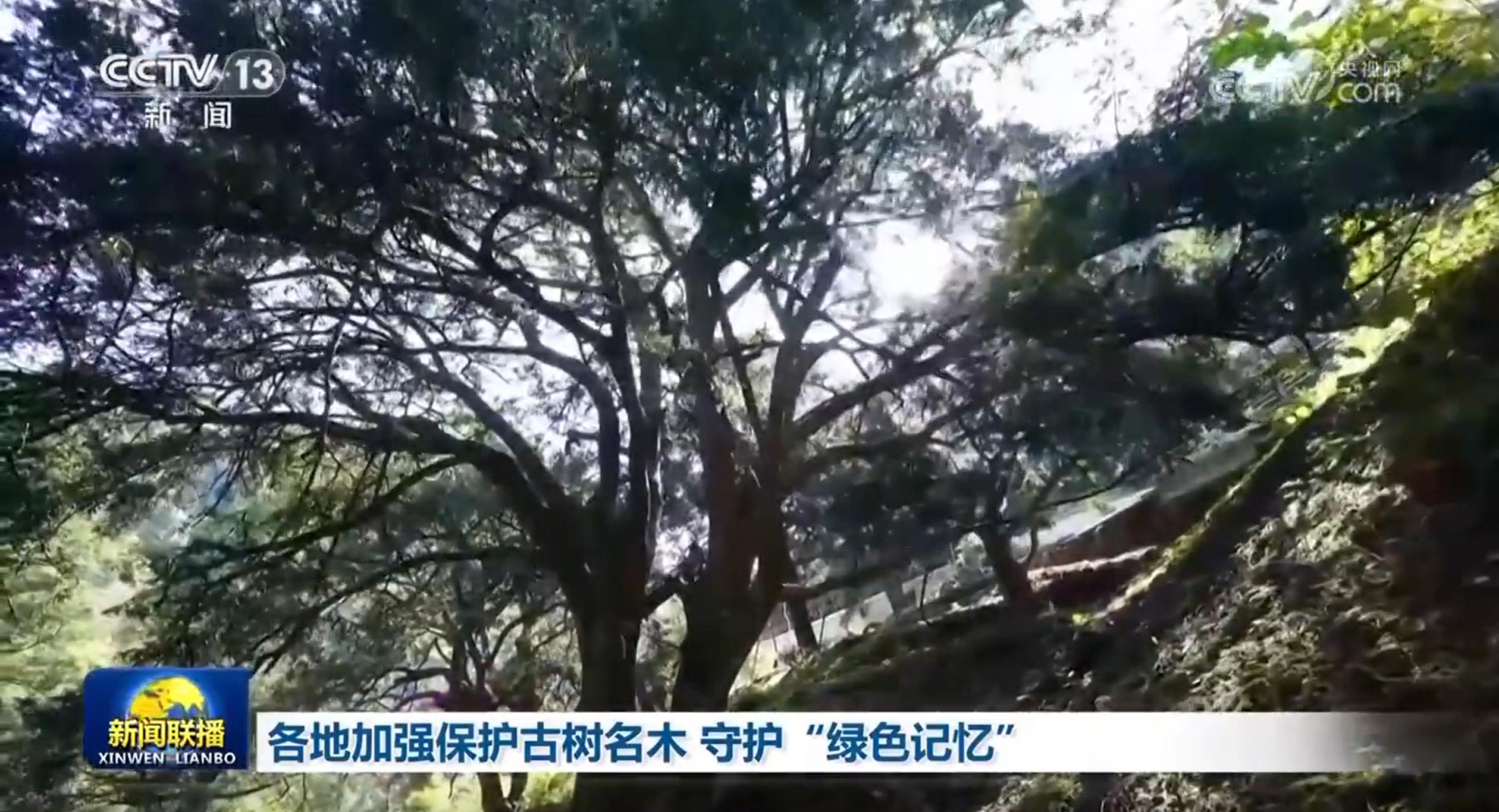 古树名木：在保护与发展中续写传奇