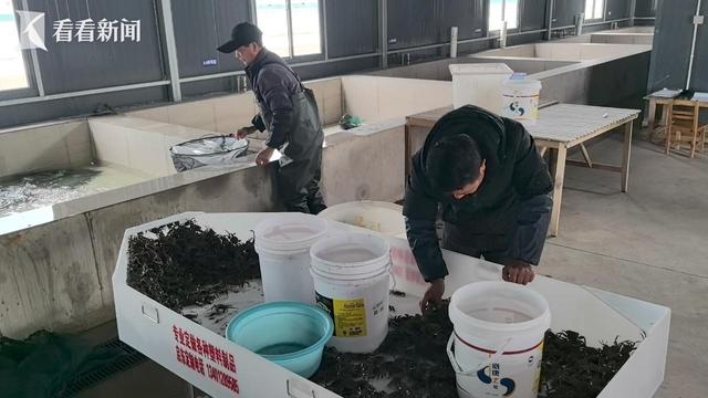 探秘“崇明1号”河蟹：从蟹苗到成蟹的成长之旅