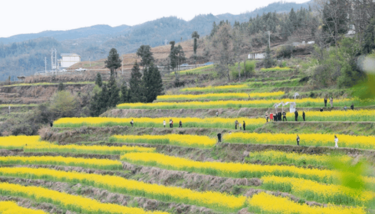 千氹田梯田花海节：多维联动为乡村振兴添砖加瓦