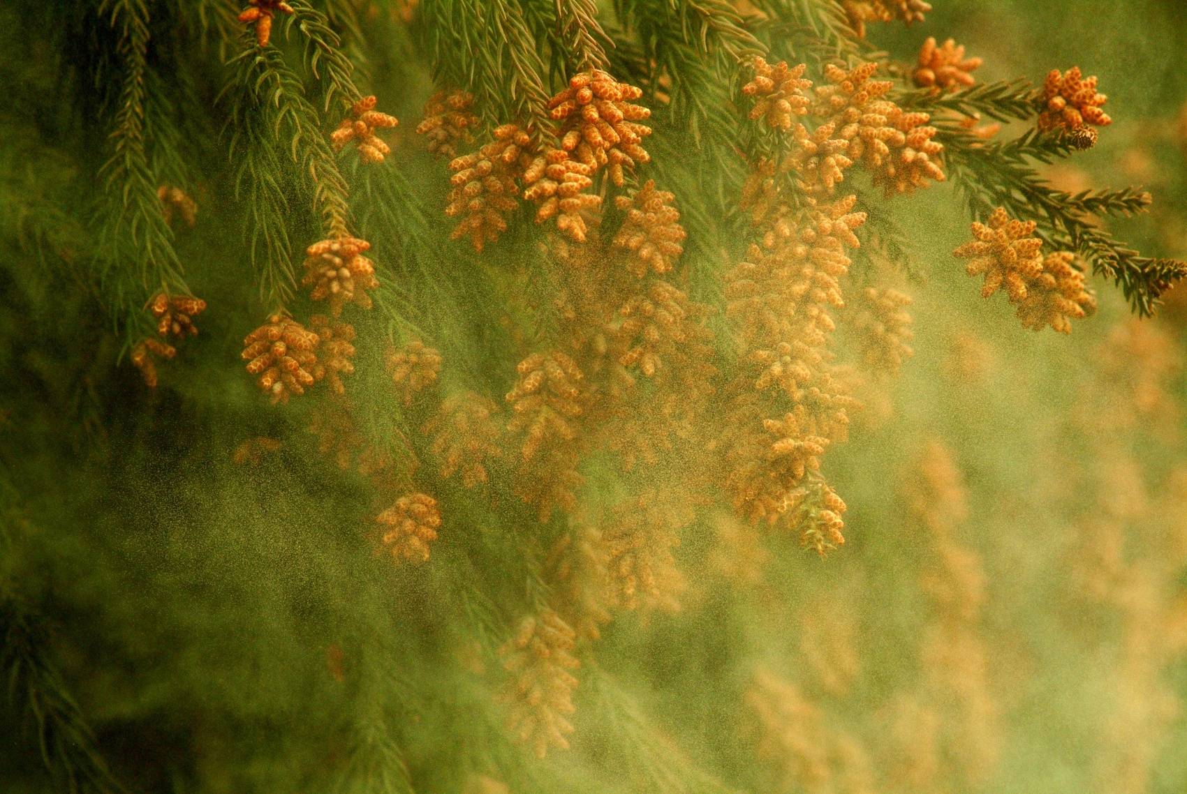 北京花粉过敏高发，官方多举措应对，春季花粉提前来袭，北京打响“抗敏”保卫战