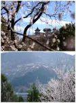 春日八大处，桃花烂漫等你来！