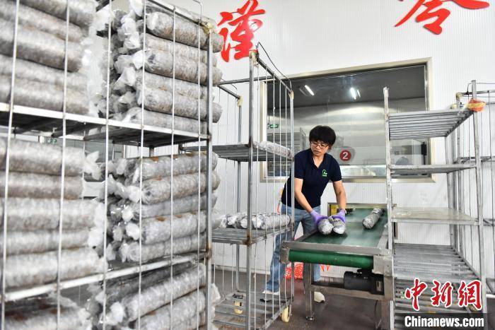 走进河北青龙，见证香菇产业的活力与希望，3月26日河北青龙香菇园：从生产到采摘的忙碌画卷