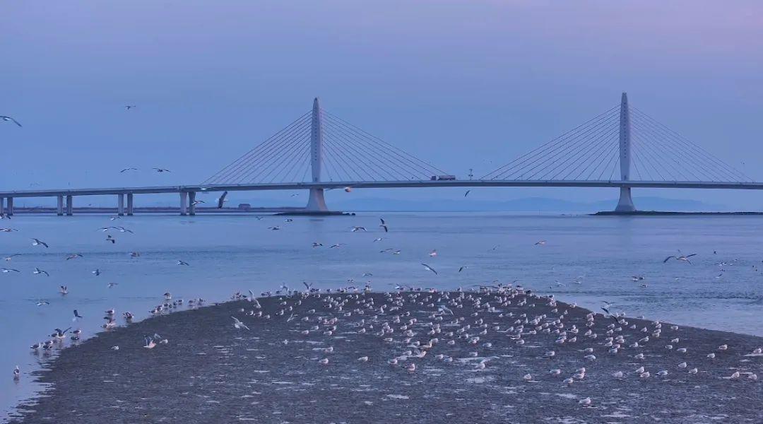 南海新区：惊蛰里的鸟类生态画卷