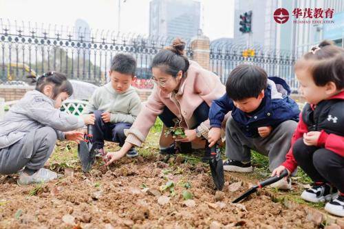 华茂国际教育：从植树童趣到名校荣耀的跨越，华茂国际教育：接轨世界，传承本土文化魅力