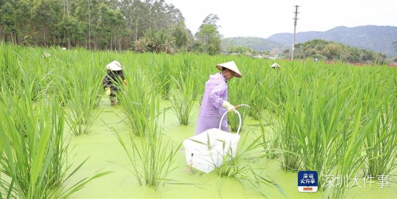 从“冬闲田”到“聚宝盆”，深汕茭白种植开启农业新篇
