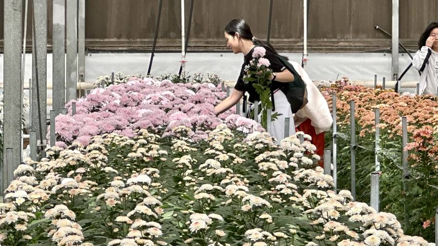 上海四季花港：一站式花展体验，畅享春日美好时光