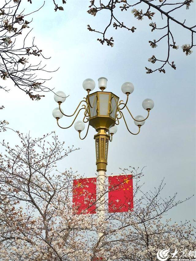 大众拍客带你领略潍坊别样之美 潍坊樱花季，大众拍客镜头下的粉色童话