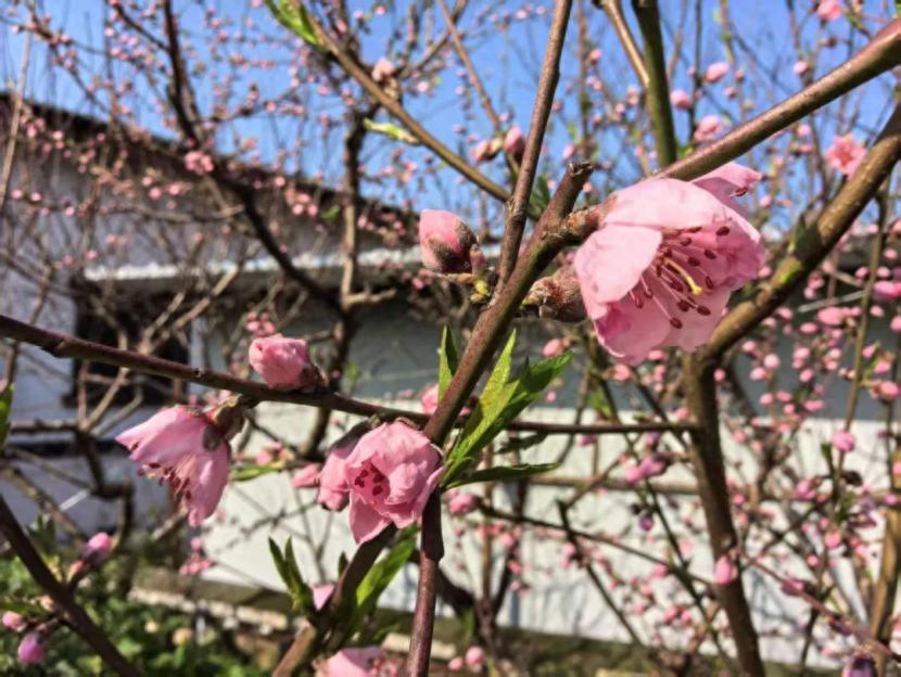 成都龙泉驿区：桃花荟3月8日拉开帷幕，多活动联动，桃花盛开之际：2025成都龙泉驿桃花荟活动全览