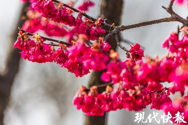 玄武湖早樱盛放，多种樱花齐争春，玄武湖早樱盛绽：赏樱佳季已至