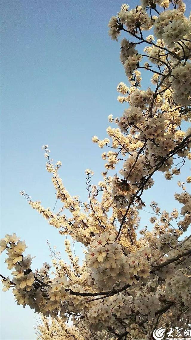 大众拍客带你领略潍坊别样之美 潍坊樱花季，大众拍客镜头下的粉色童话
