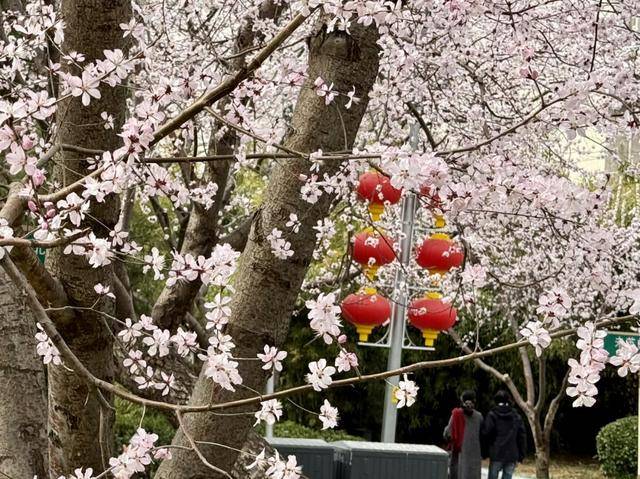 春花闹京城，北京春日美景惊艳登场，气温回升，北京春花绽放奏响春之序曲