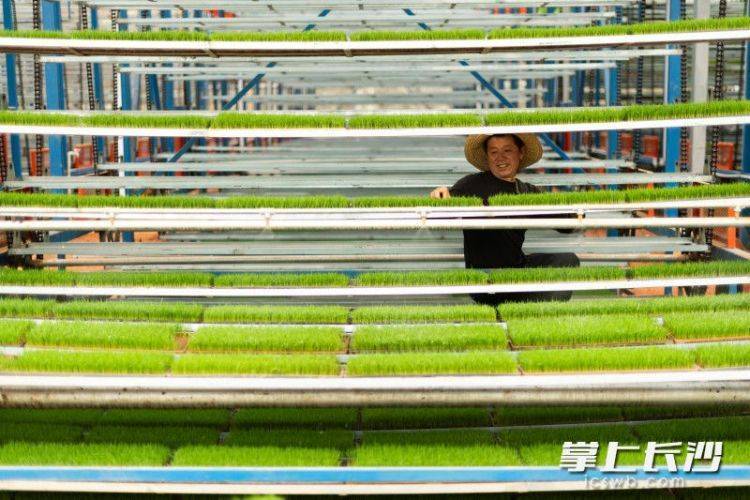 惊！长沙智能化育秧工厂里的“电梯房”秧苗