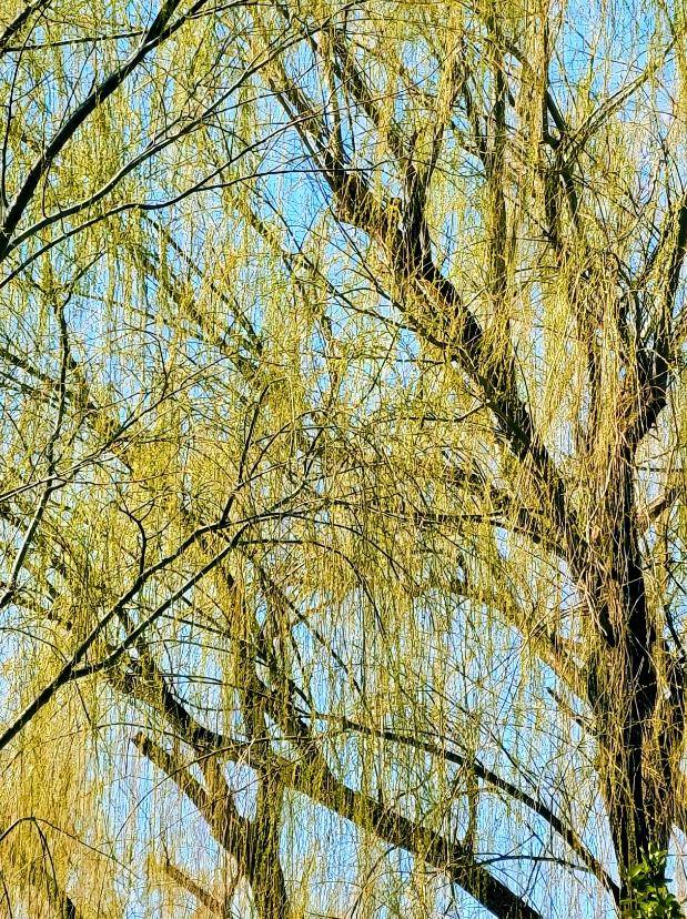 春花闹京城，北京春日美景惊艳登场，气温回升，北京春花绽放奏响春之序曲