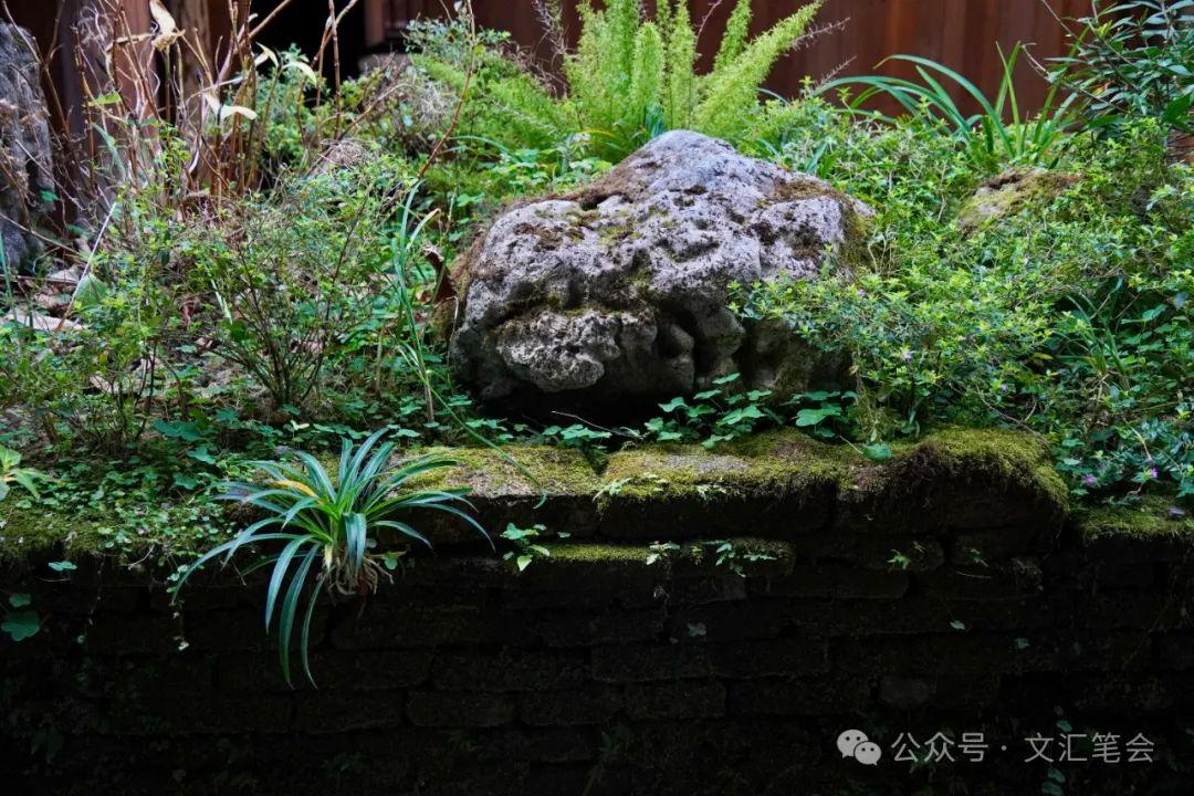 宏琳厝：深宅迷宫里的古花台与老黄的养花世界，蛇年大年初一，走进宏琳厝感受深宅与别样之美