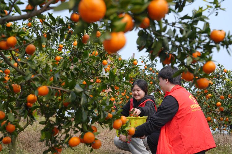 200余志愿者和社工北碚学雷锋：助农在行动