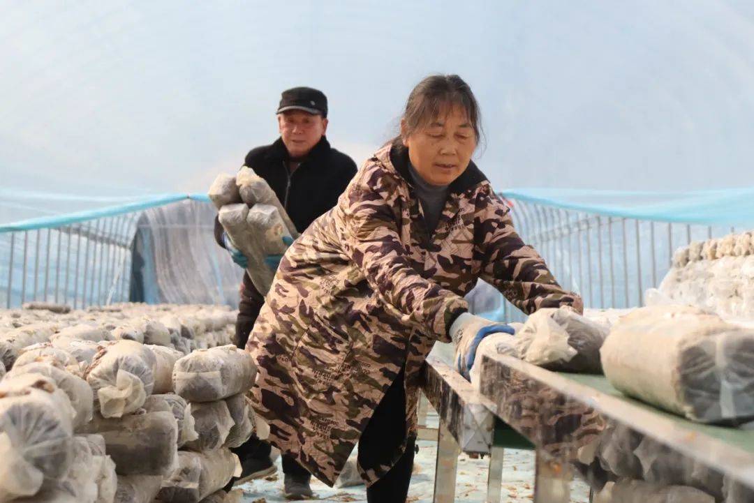 智能培育花菇，乡村产业新亮点，智能化助力花菇培育，种养结合带动肉牛养殖