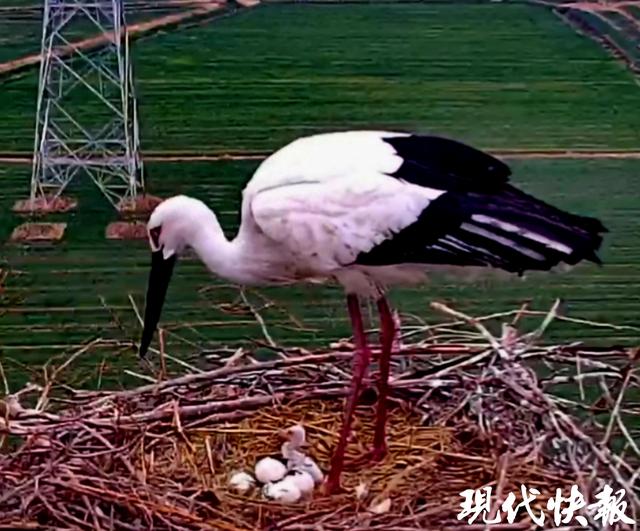 高邮输电铁塔上的东方白鹳：新生命的摇篮